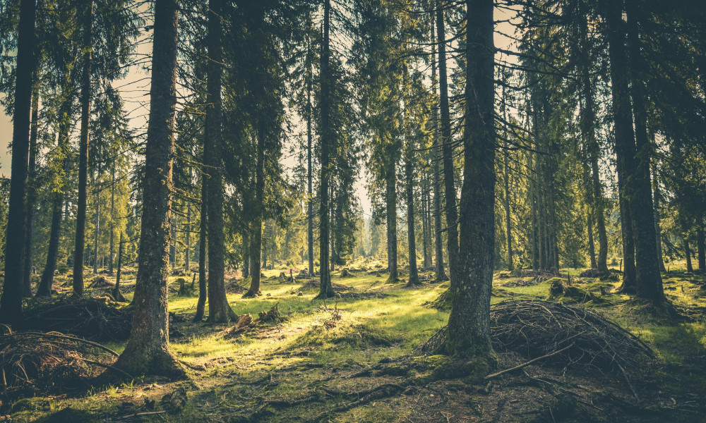 Die besten Orte fürs Waldbaden im Siegerland: Entspannung in der Natur