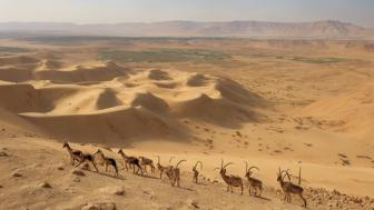 Fascinierende Entdeckungen in der Wüste in Israel: Die Negev und mehr