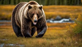 Grazer gewinnt erneut als dickste Bärin in Alaska