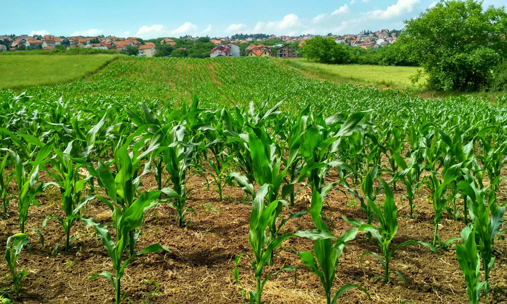 Die Landwirtschaft in Deutschland spielt eine zentrale Rolle in der Versorgung der Bevölkerung, der Gestaltung der Kulturlandschaft und der Sicherung der Lebensgrundlagen. Doch der Agrarsektor steht im Spannungsfeld zwischen traditioneller Bewirtschaftung, technologischen Innovationen und gesellschaftlichen Erwartungen. Dieser Artikel beleuchtet aktuelle Trends und Herausforderungen sowie zukunftsweisende Entwicklungen. Strukturwandel in der Landwirtschaft Die Zahl der landwirtschaftlichen Betriebe in Deutschland nimmt seit Jahrzehnten kontinuierlich ab, während die verbleibenden Höfe zunehmend größer werden. Dieser Strukturwandel geht einher mit der Spezialisierung auf bestimmte Produktionszweige, wie den Anbau von Getreide oder die Viehhaltung. Gleichzeitig wächst der Druck, die Flächen effizient zu nutzen und wirtschaftlich tragfähig zu bleiben. Familienbetriebe stehen vor der Herausforderung, mit großen Agrarunternehmen zu konkurrieren. Förderprogramme und Direktzahlungen der EU sollen helfen, eine vielfältige Betriebsstruktur zu bewahren und kleine Betriebe zu unterstützen. Nachhaltigkeit und ökologische Landwirtschaft Nachhaltigkeit wird zunehmend zum Leitmotiv in der deutschen Landwirtschaft. Der ökologische Landbau, der auf den Einsatz chemischer Dünger und Pestizide verzichtet, hat in den letzten Jahren an Bedeutung gewonnen. Immer mehr Verbraucher legen Wert auf Bio-Produkte, was die Nachfrage nach nachhaltig erzeugten Lebensmitteln steigert. Auch im konventionellen Agrarsektor gewinnen Maßnahmen zur Boden- und Wasserschonung sowie zur Förderung der Biodiversität an Bedeutung. Initiativen wie „Blühstreifen“ oder der Verzicht auf Glyphosat sind Teil dieser Entwicklung. Digitalisierung und Smart Farming Die Digitalisierung revolutioniert die Landwirtschaft. Smart-Farming-Technologien ermöglichen eine präzise Steuerung von Bewässerung, Düngung und Ernte, was Effizienz und Erträge steigert. Traktoren mit GPS-Steuerung, Drohnen zur Felderkundung und Sensoren zur Überwachung der Bodenqualität gehören mittlerweile zur modernen Landwirtschaft. Diese Technologien bieten nicht nur wirtschaftliche Vorteile, sondern können auch helfen, Ressourcen zu schonen und Umweltbelastungen zu reduzieren. Dennoch stellt die Einführung solcher Systeme eine Investition dar, die gerade kleinere Betriebe vor Herausforderungen stellt. Klimawandel und Anpassungsstrategien Der Klimawandel hat spürbare Auswirkungen auf die Landwirtschaft in Deutschland. Extremwetterereignisse wie Dürreperioden, Starkregen oder Spätfröste gefährden Ernten und erschweren die Planung. Um diesen Herausforderungen zu begegnen, entwickeln Landwirte neue Anbaustrategien und setzen auf widerstandsfähigere Sorten. Darüber hinaus wird der Ausbau von Bewässerungsinfrastruktur und der Schutz vor Bodenerosion immer wichtiger. Politische Maßnahmen wie der Nationale Klimaschutzplan unterstützen Landwirte bei der Anpassung an die veränderten Bedingungen. Tierwohl und gesellschaftliche Erwartungen Das Thema Tierwohl steht verstärkt im Fokus der öffentlichen Debatte. Verbraucher fordern bessere Haltungsbedingungen und Transparenz bei der Fleischproduktion. Initiativen wie das staatliche Tierwohlkennzeichen oder freiwillige Label privater Organisationen sollen Orientierung bieten. Für die Landwirte bedeutet dies jedoch oft höhere Kosten und einen erhöhten Anpassungsaufwand. Die Umstellung auf alternative Haltungssysteme wie Offenställe oder Auslaufhaltung wird zunehmend gefördert, doch bleibt der Markt für entsprechende Produkte preislich sensibel. Förderung regionaler Kreisläufe Regionale Produkte erfreuen sich wachsender Beliebtheit, da sie kürzere Transportwege, Frische und eine Stärkung der lokalen Wirtschaft versprechen. Direktvermarktung, Wochenmärkte und Abokisten gewinnen an Bedeutung, während Supermärkte ihr Angebot an regionalen Lebensmitteln erweitern. Dies bietet Landwirten die Chance, näher an den Verbraucher heranzurücken und unabhängig von globalen Agrarmärkten zu agieren. Gleichzeitig trägt es dazu bei, die Wertschöpfung in der Region zu halten. Zukunftsperspektiven im Agrarsektor Die Landwirtschaft in Deutschland steht an einem Scheideweg. Die Herausforderungen sind groß, doch bieten Innovationen und gesellschaftlicher Wandel auch neue Chancen. Eine verstärkte Zusammenarbeit zwischen Politik, Forschung und Praxis wird entscheidend sein, um eine zukunftsfähige und nachhaltige Landwirtschaft zu gestalten. Ob durch den Einsatz modernster Technologien, den Schutz natürlicher Ressourcen oder die Förderung regionaler Wertschöpfungsketten – der Agrarsektor bleibt ein zentraler Bestandteil der deutschen Wirtschaft und Gesellschaft.